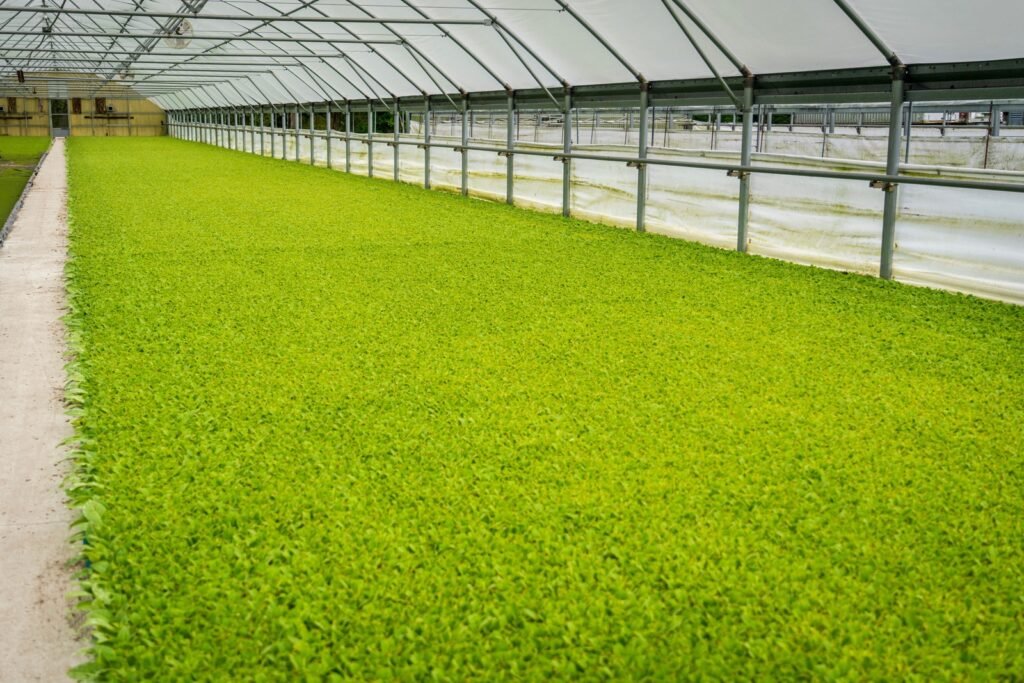 Dense green plants beside a concrete walkway beneath the metal frame of a greenhouse.