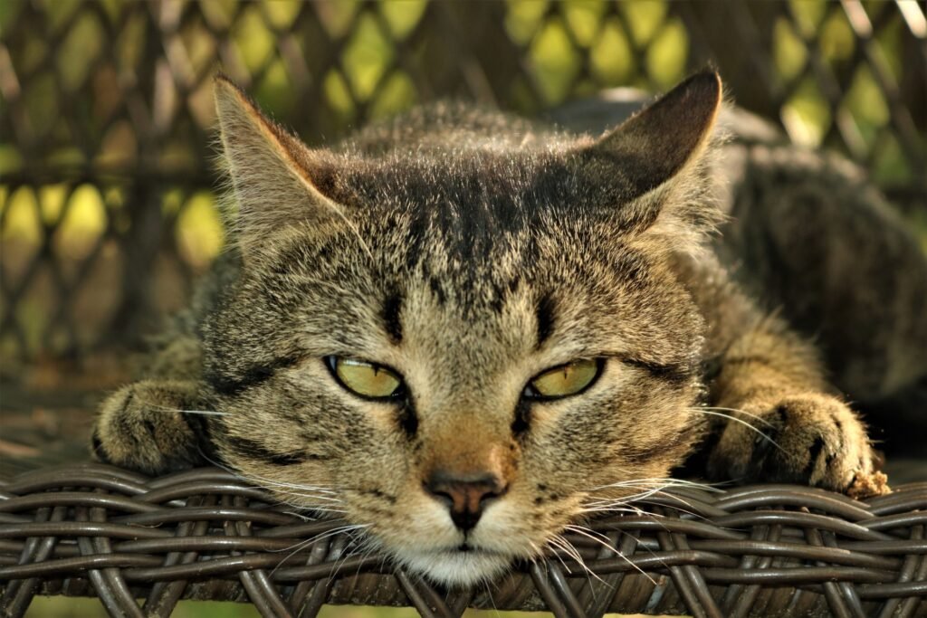 Close-up of a tabby cat resting its head on a wicker chair.
