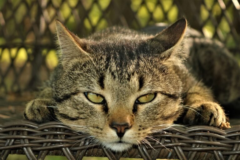 Close-up of a tabby cat resting its head on a wicker chair.